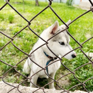 Два мальчика хаски
