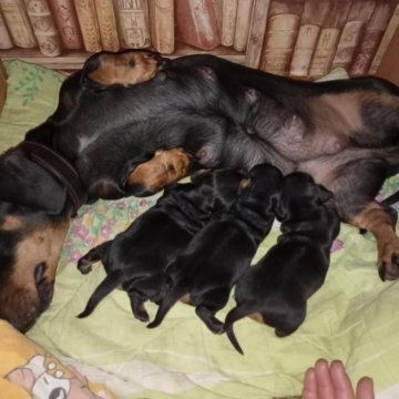 Щенки таксы