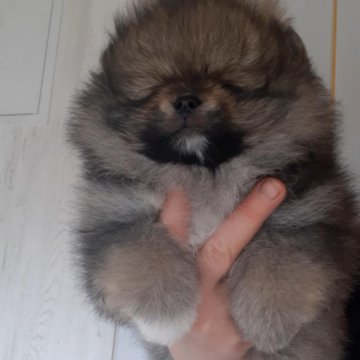 Купить Щенка Шпица Недорого В Карелии