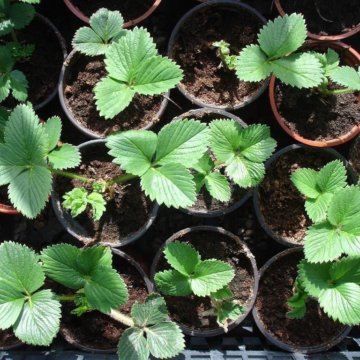 Рассада клубники