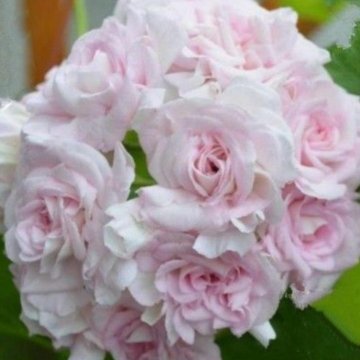 Пеларгонии Розебудные 4 вида