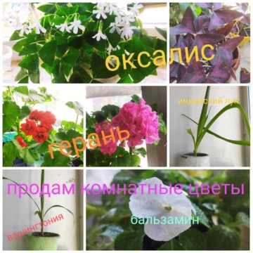 Комнатные цветы