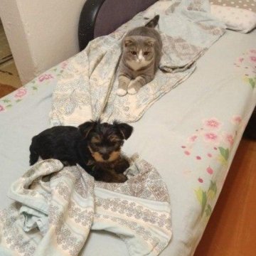 100 000 изображений по запросу Собака кровать доступны в рамках роялти-фри лицензии