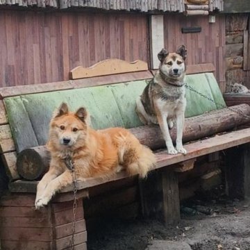 Собачки для охраны