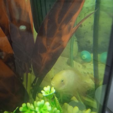 Цихлида фламинго