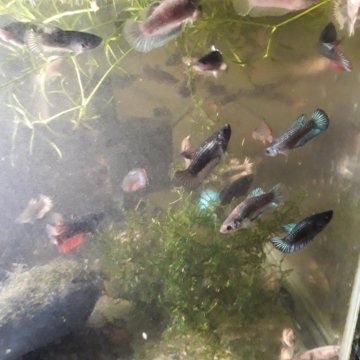 Рыбки Петушки и 