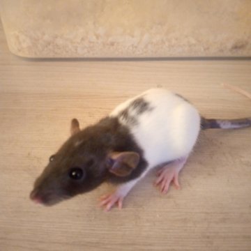 Голая крыса Сфинкс: фото породы • уход и содержание