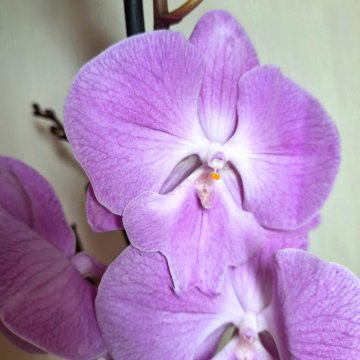 Орхидея Пелор пелорик Стелленбош – купить в Москве, цена 2 500 руб.,  продано 6 мая 2021 – Растения и семена