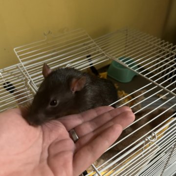 крыса в добрые руки. крыса в добрые руки. стыдливая крыса. серая крыса в руке. крыса в добрые руки.