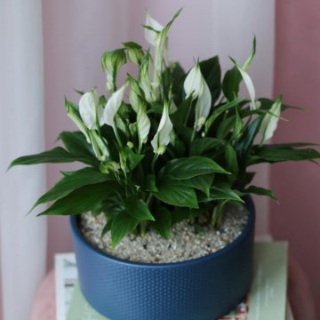 Сортовые, карликовые спацифилумы