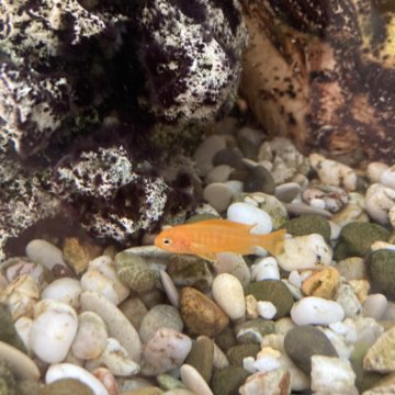 Рыбки Салуози коралл риф