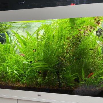 Аквариумные растения