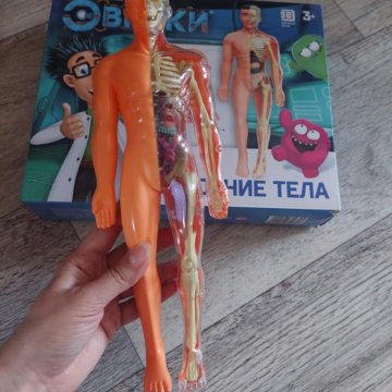 Развивающая игра Строение тела человека