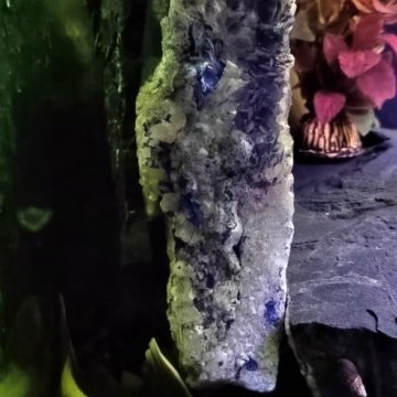 Оринокский сом