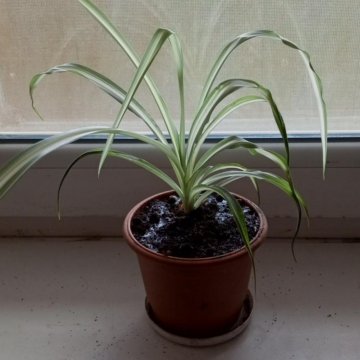 Хлорофитум комнатный