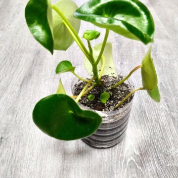 Пилея пеперомиевидная