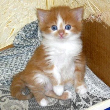 Котята на авито в сызрани. Рыже белые пушистые котята 1 месяц. Котята невской маскарадной. Авито котята 1 мес. Рыжий сибирский котенок 1 месяц.