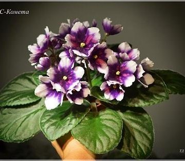 фиалка РС-Комета - Land Flowers
