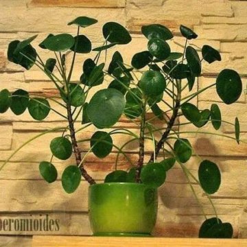 Пилея пеперомиевидная