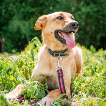 Ласковая собака Асти