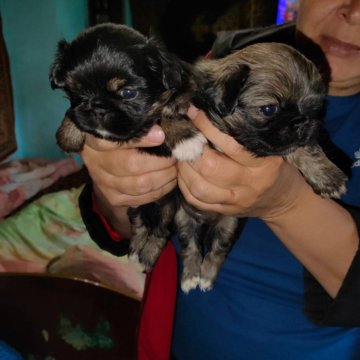 Продам щенков пекинесса