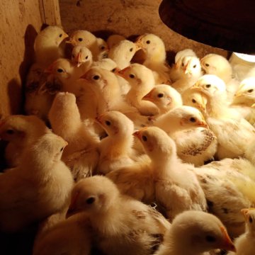 Доминант Венгрия. Бройлер Венгрия росс 308 перепел