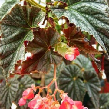 Бегония platanifolia взрослая.