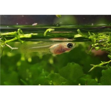 Аквариумные рыбки