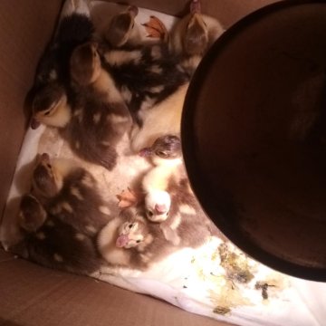 Мускусные утята