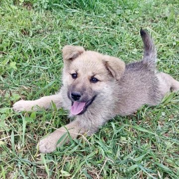 Щеночек, 2 мес., в добрые руки