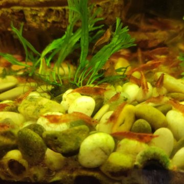 Креветка красная (вишня)