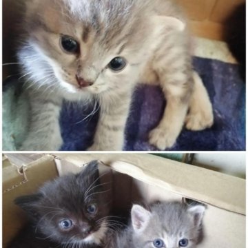 Отдам пушистые комочки в добрые руки