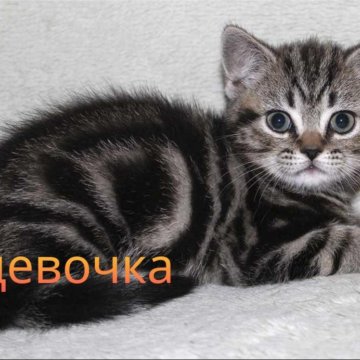 Британские Котята Мраморного Окраса Фото