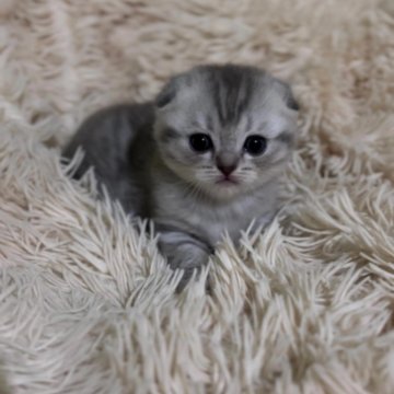 Продажа котят