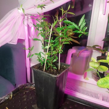 Гранатовый дерево.