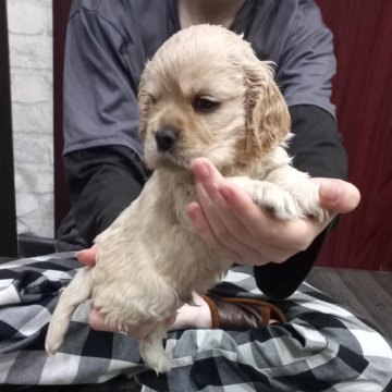 Американский Кокер Спаниель