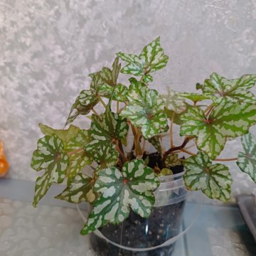 Бегония каудексная