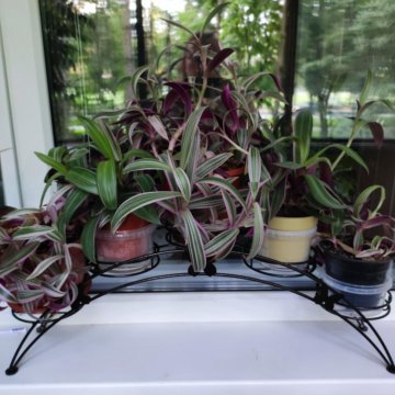 Традесканция РЕО