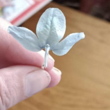 Экболиум голубой лед