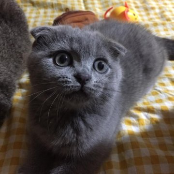 Котёнок шотландский