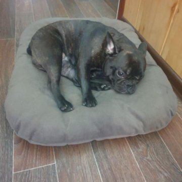 Французский бульдог мини девочка