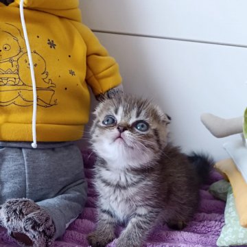 Шотландские вислоухие котята
