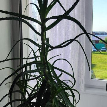 Алоэ 4 год на лекарство