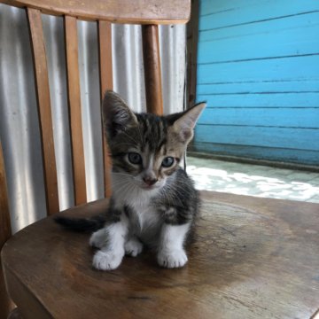 Кошечка маленькая