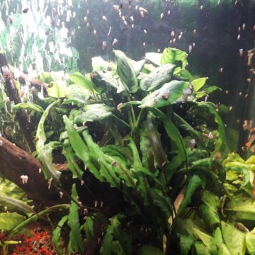 Донные улитки