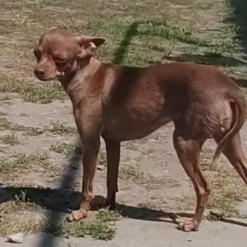 Срочно продам собаку!