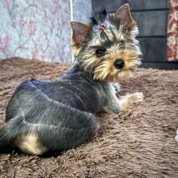 Йоркширский терьер