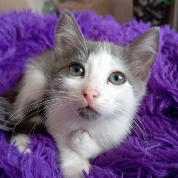 Отдам котят