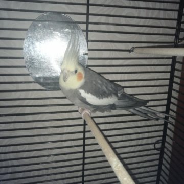 Корелла мальчик