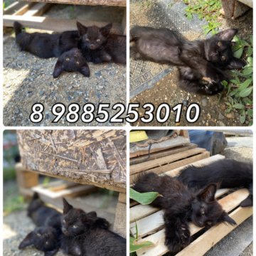 Мальчишки ищут дом , корм в подарок и все чт